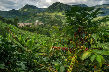 Coffee Born<em> in the Mountains of Colombia</em>