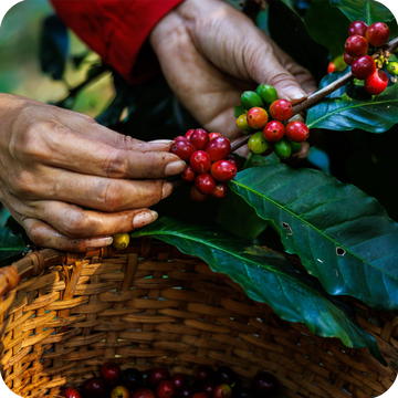 JT Gourmet Coffee